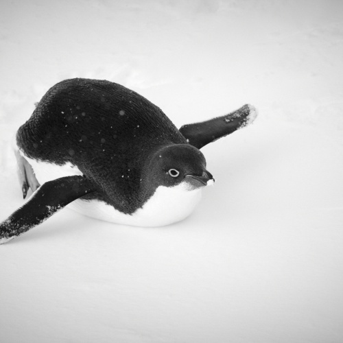 Peninsula Penguins | Photo Essay